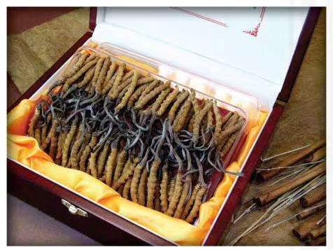 赵县冬虫夏草回收